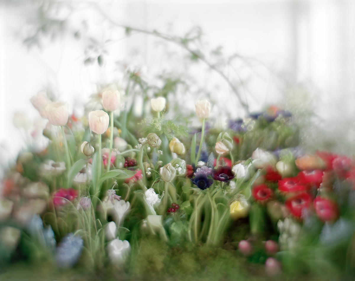 アート・デザイン・音楽 Photo Works / Vincenzo Castella Buy Photography Flowers #2-1 Milano Vincenzo Castella