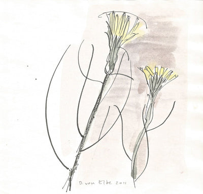 Dorothea von Elbe